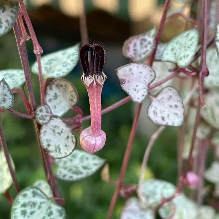 string of hearts plant online string of hearts plant online
