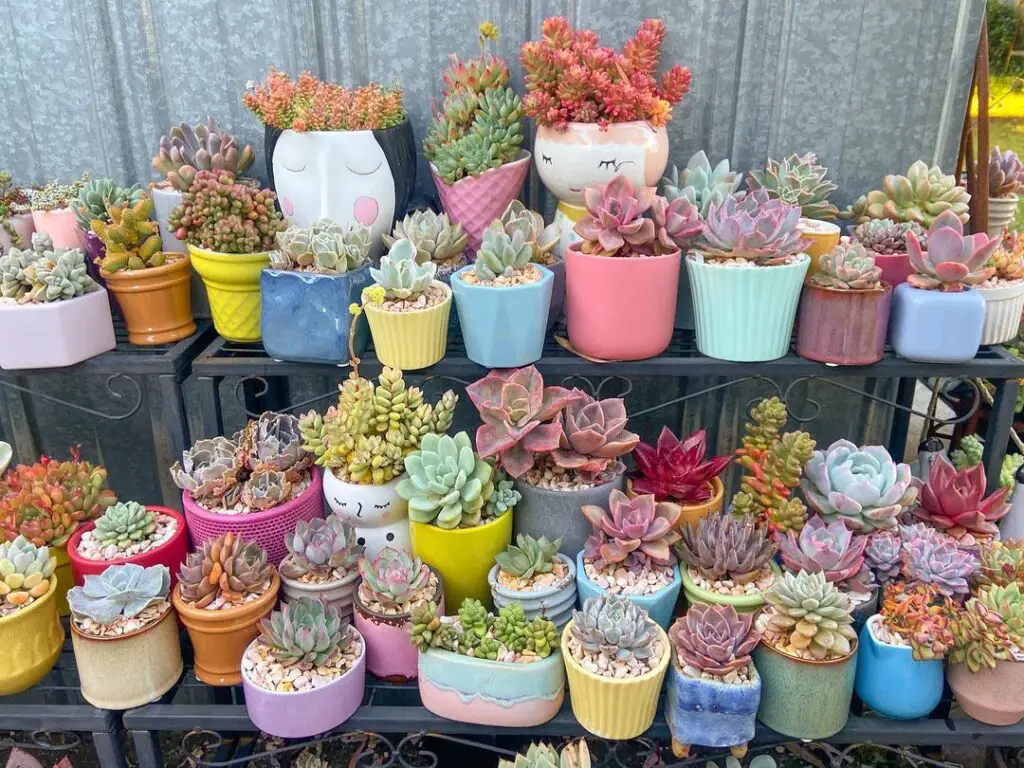 7 Great Ways to Indoor Plant Decoration - Style Guide 2021 23 kathssuccs 130910940 398766904778161 3512254740667738018 n