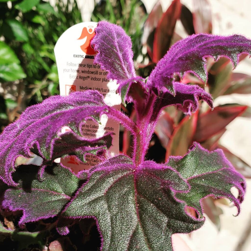 Angel Plant Care - How to Take Care & Grow Angel Plant 2 katzes plants 61266827 121161385773486 7515059487503397588 n