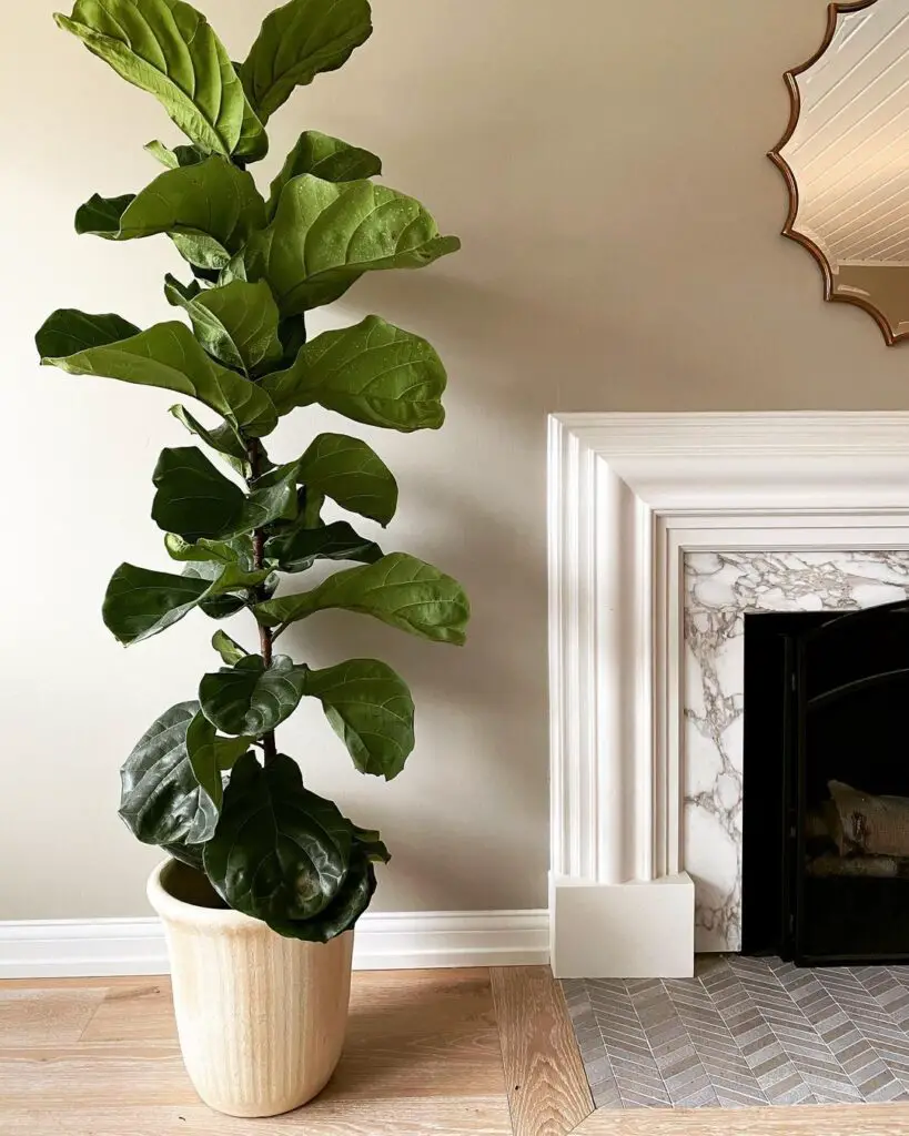 How To Propagate Fig Tree (Ficus Carica) Cuttings - Best Way to Root Fig Tree 5 kristiekoningdesign 129079645 751258758936716 6125039984301422116 n