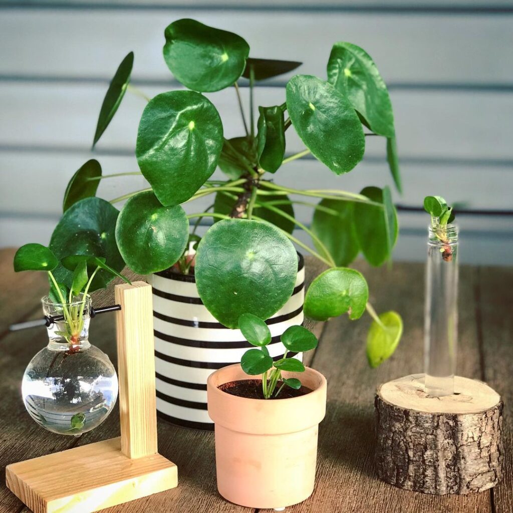 Chinese Money Plant (Pilea peperomioides) Care - How to Take Care & Grow Chinese Money Plant 8 ladypottering 131366160 115226490420001 4400486920813233927 n