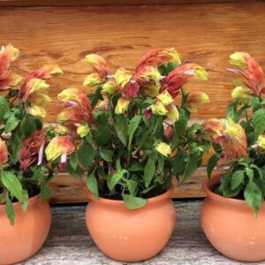Shrimp Plant Care (Justicia Brandegeana) - How to Take Care & Grow Shrimp Plant 6 lafloristeria bdn 106477477 408126180143930 3142123289688361561 n