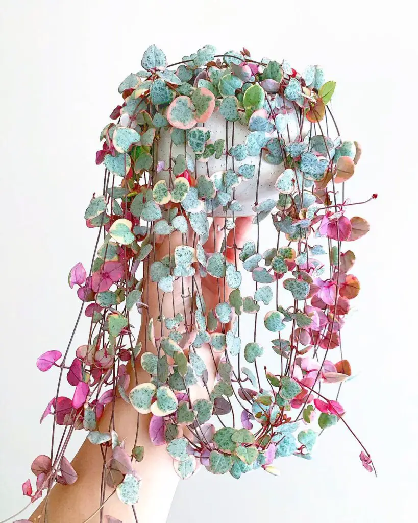 String Of Hearts Plant (Ceropegia woodii) Care - How to Take Care & Grow String Of Hearts Plant 2 leafit 125813408 389107322420082 3042485363184742606 n
