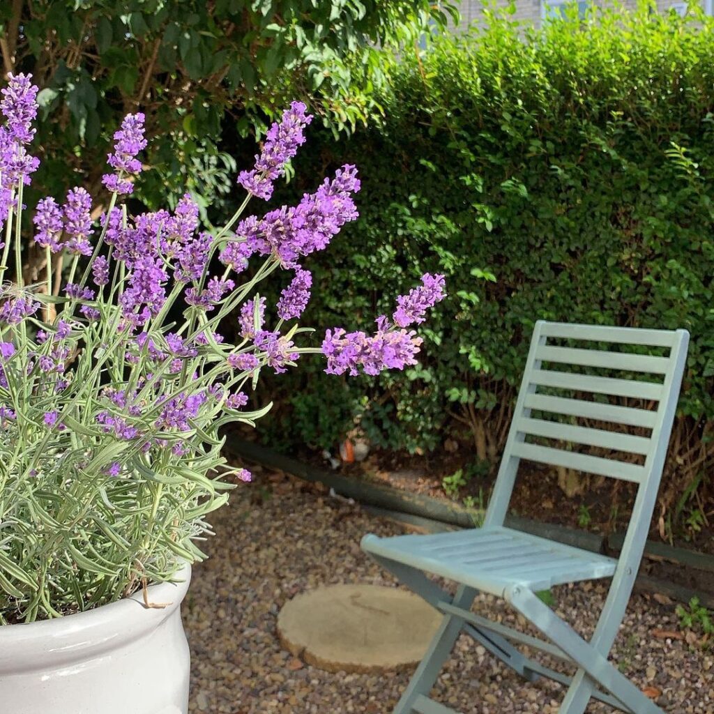 Lavender Plant (Lavandula) Care - How to Take Care & Grow Lavender Plant 4 life is rosy at number 21 70888875 237198390588346 7042089866772798676 n