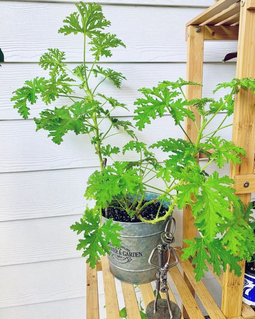 Citronella Plant (Pelargonium citrosum) Care - How to Take Care & Grow Citronella Plant 4 littleleafthatcould 118120131 1005947353199635 5388325083144893411 n