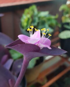 Purple Heart Plant (Setcreasea pallida) Care - How to Take Care & Grow Purple Heart Plant 8 lutzi admi 126918228 707572086848799 5384144106282981430 n