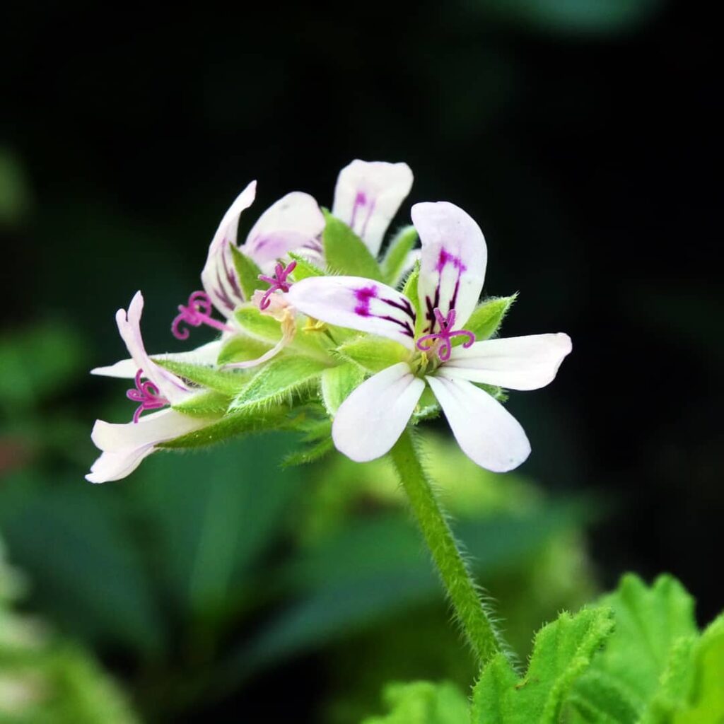 Citronella Plant (Pelargonium citrosum) Care - How to Take Care & Grow Citronella Plant 5 masjansen 117953996 163971061953262 8337912337249706478 n