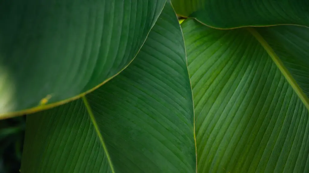 7 Great Ways to Indoor Plant Decoration - Style Guide 2021 6 michail dementiev FoRmVqw318Q unsplash