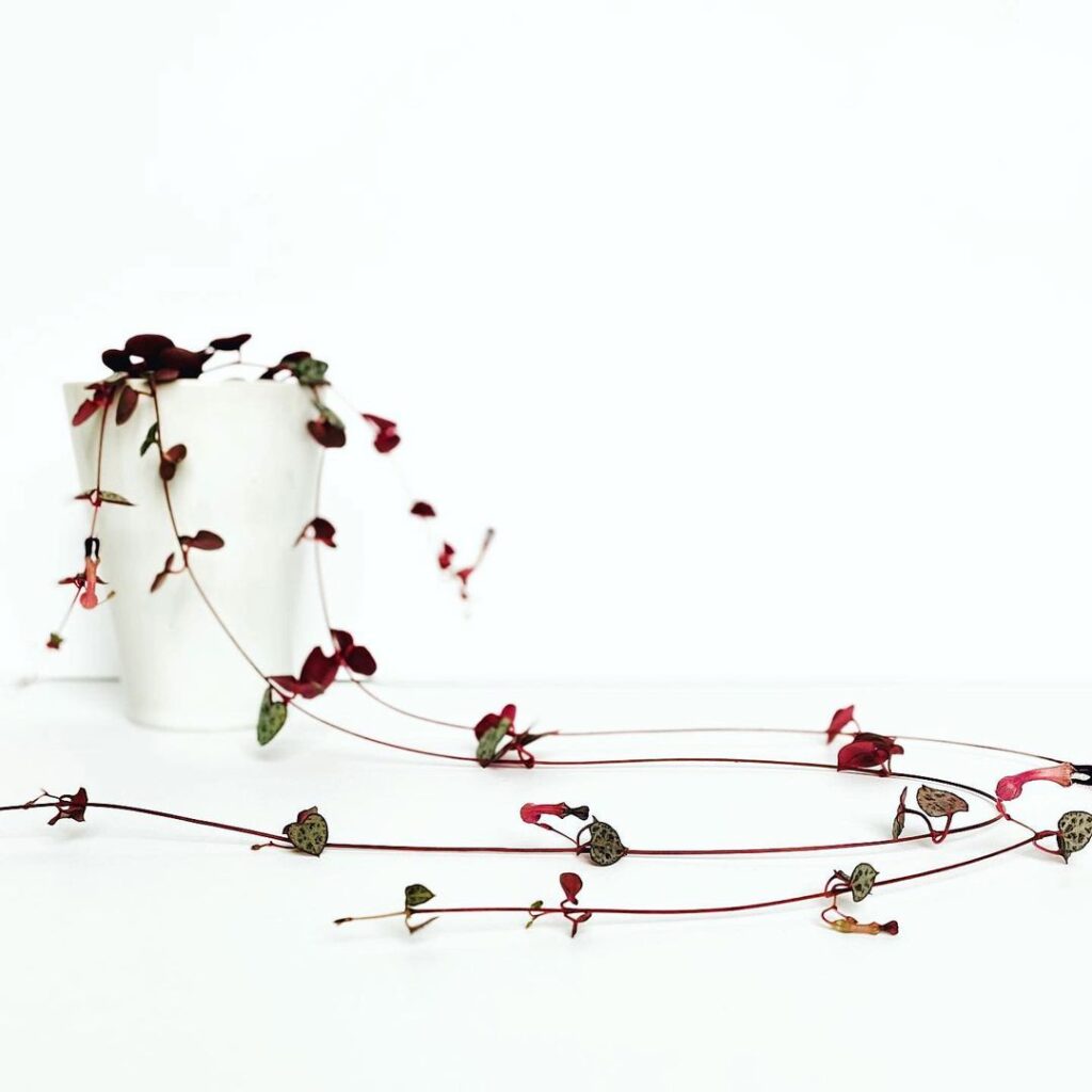 String Of Hearts Plant (Ceropegia woodii) Care - How to Take Care & Grow String Of Hearts Plant 9 missmoonstera 130919567 449707846194173 5902088729203112257 n