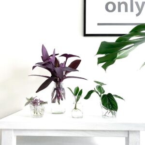 Purple Heart Plant (Setcreasea pallida) Care - How to Take Care & Grow Purple Heart Plant 7 monko the plant 107952118 271924064064326 467588122132478941 n