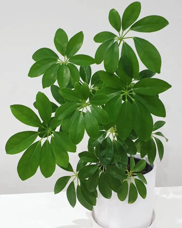 Schefflera Plant (Schefflera arboricola) Care How to Take Care & Grow