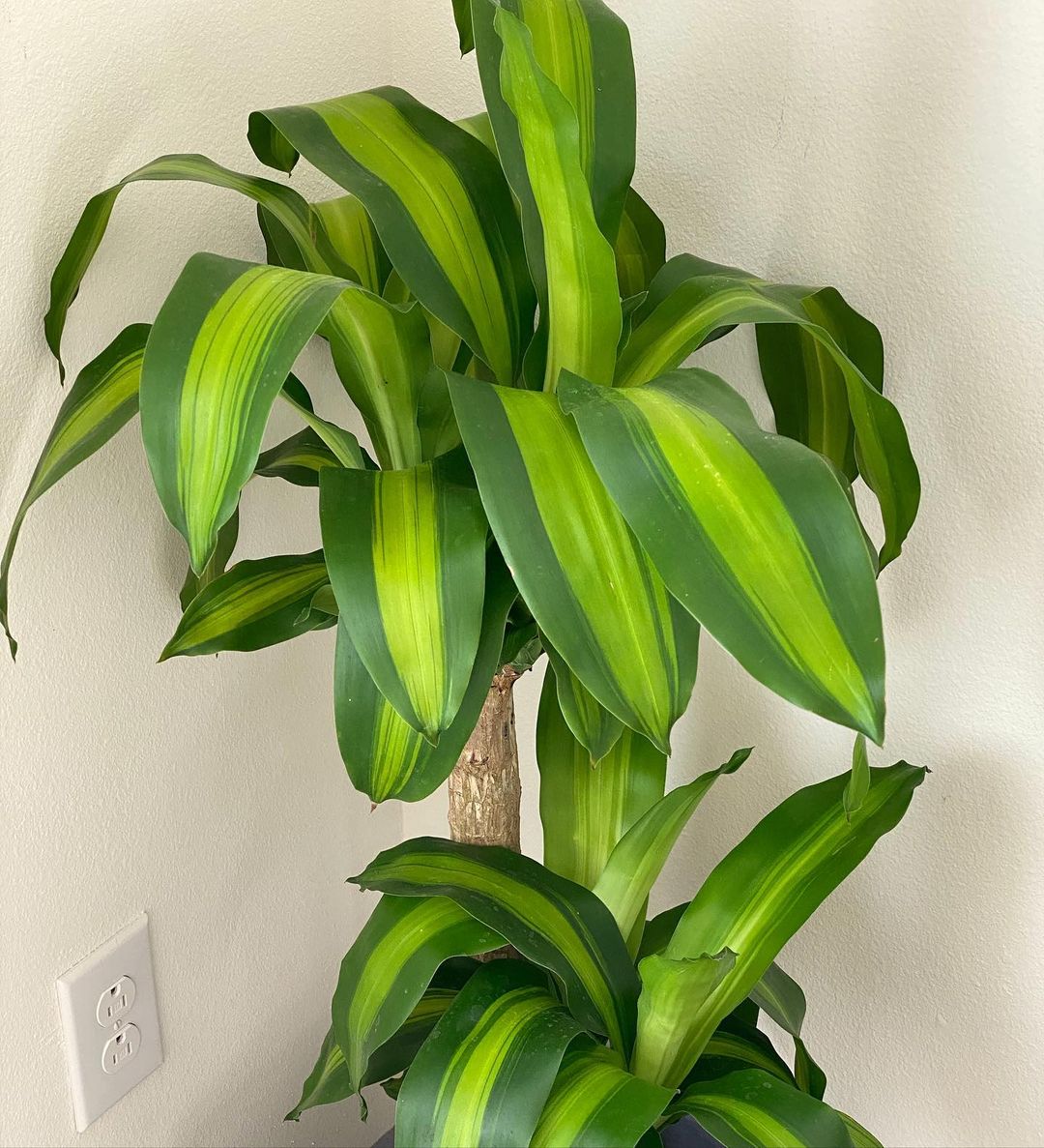 Mass Cane Plant Toxic