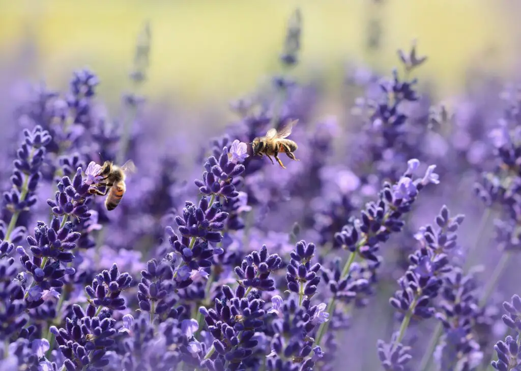 Lavender Plant (Lavandula) Care - How to Take Care & Grow Lavender Plant 3 pexels pixabay 164470