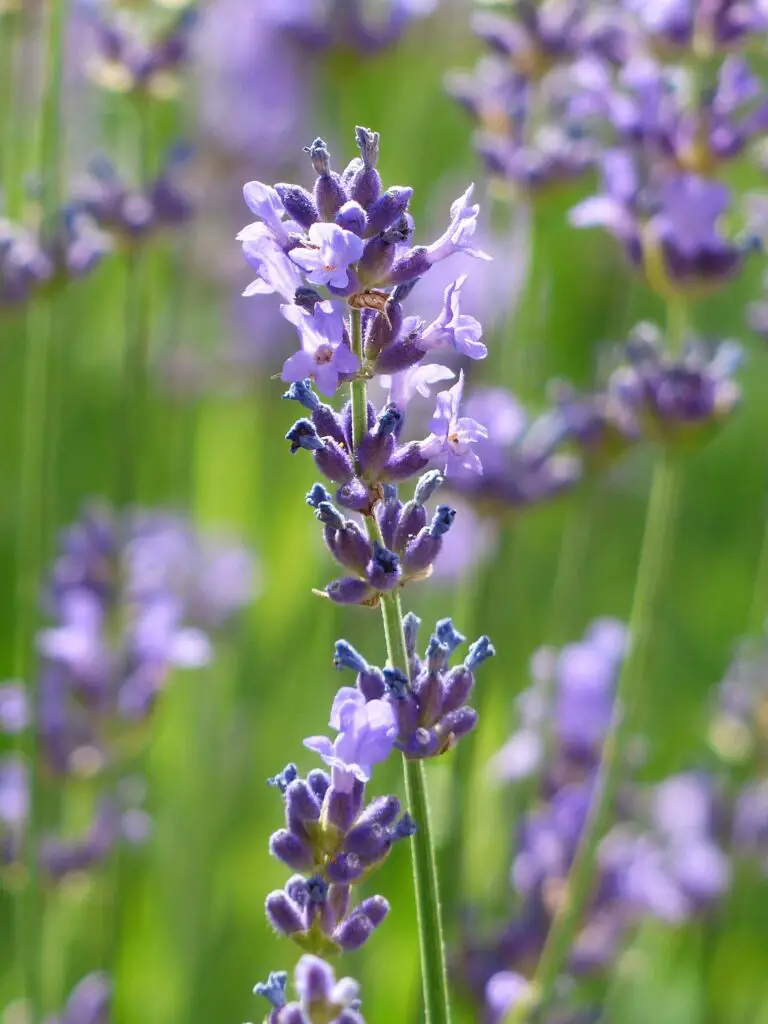 Lavender Plant (Lavandula) Care - How to Take Care & Grow Lavender Plant 2 pexels pixabay 67234