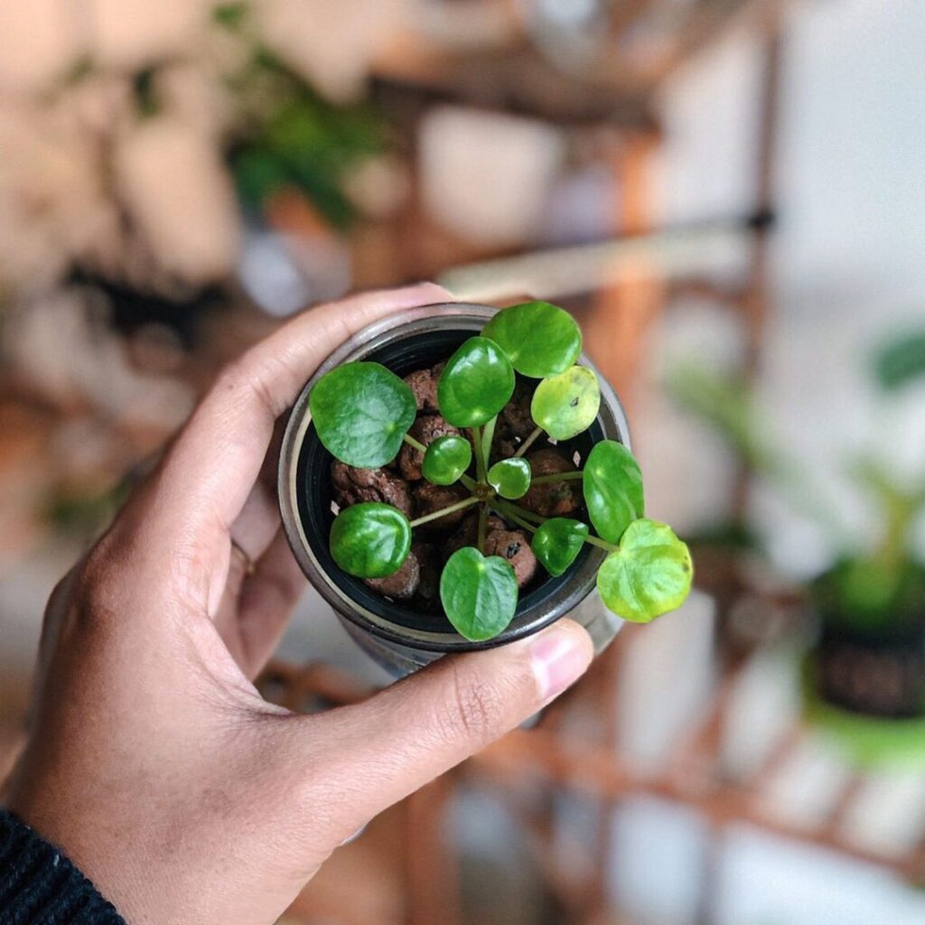 Chinese Money Plant (Pilea peperomioides) Care - How to Take Care & Grow Chinese Money Plant 10 phd gardens 131354751 203759604688884 8891153665814253999 n