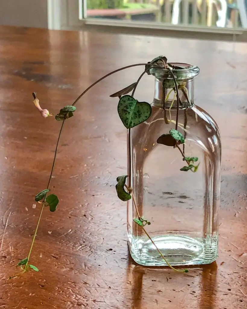 String Of Hearts Plant (Ceropegia woodii) Care - How to Take Care & Grow String Of Hearts Plant 6 photo.synthesista 129211934 751399322481987 2385228948779849523 n