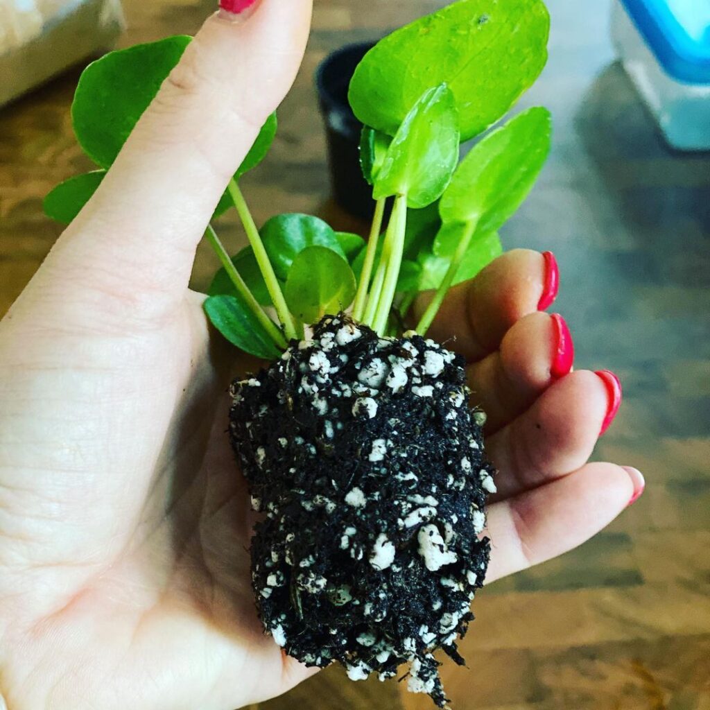 Chinese Money Plant (Pilea peperomioides) Care - How to Take Care & Grow Chinese Money Plant 11 pink plantlady 130730655 135599155016418 7627346396146328382 n