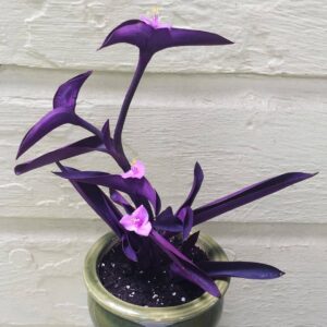 Purple Heart Plant (Setcreasea pallida) Care - How to Take Care & Grow Purple Heart Plant 5 plant aholics 79643529 159215288691609 5698017033698624321 n