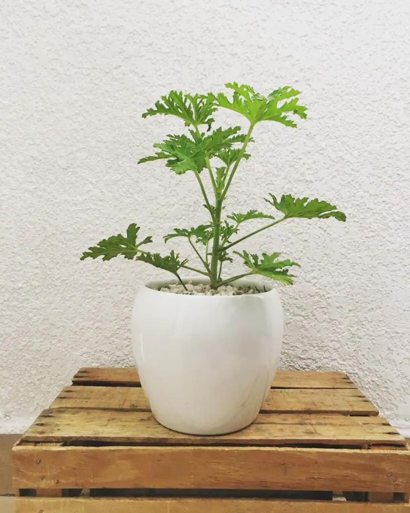 Citronella Plant (Pelargonium citrosum) Care - How to Take Care & Grow Citronella Plant 3 plantarte5 119220621 769960173779761 7836180507624749592 n