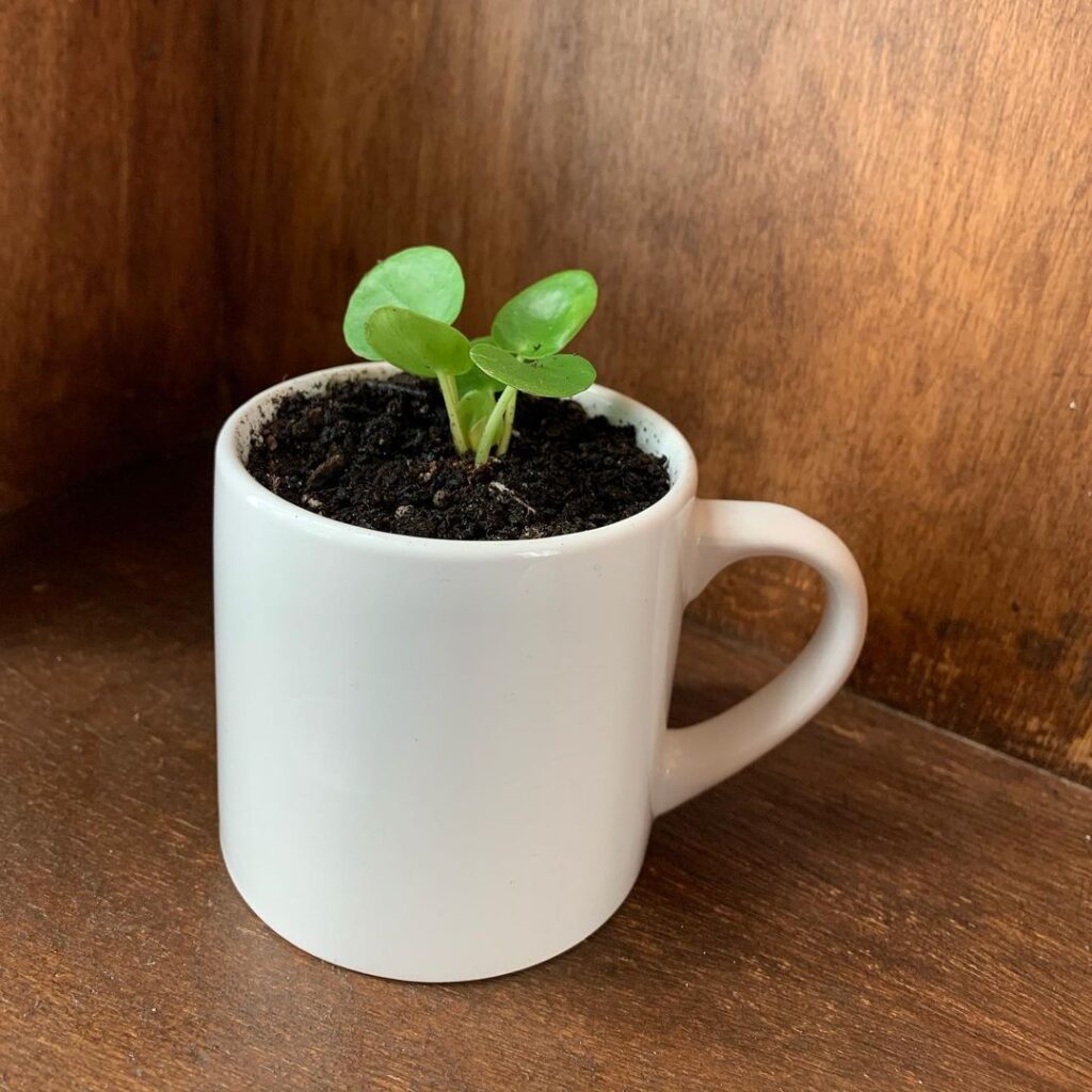 Chinese Money Plant (Pilea peperomioides) Care - How to Take Care & Grow Chinese Money Plant 9 plantasia sf 130804568 134439198295884 5185573875426641952 n