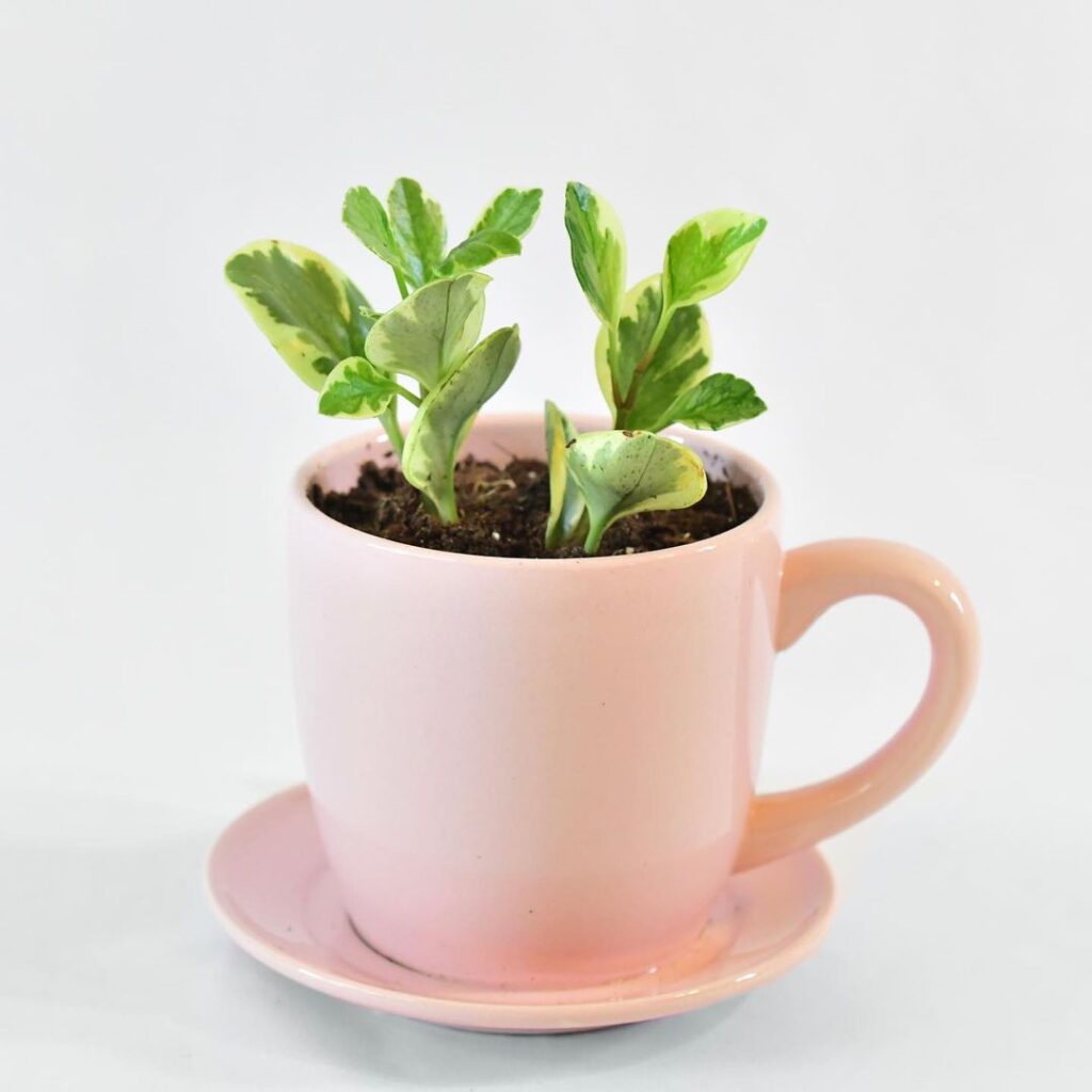Baby Rubber Plant (Peperomia obtusifolia) Care - How to Take Care & Grow Baby Rubber Plant 7 plantedcasa 126871636 187107069618594 4570694133662076729 n
