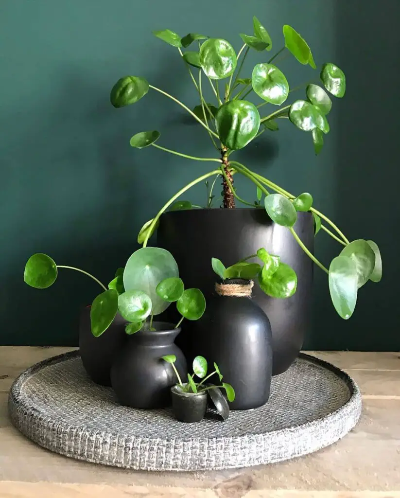 Chinese Money Plant (Pilea peperomioides) Care - How to Take Care & Grow Chinese Money Plant 2 plantenmams 121084358 3421945357865526 4578468354661834265 n
