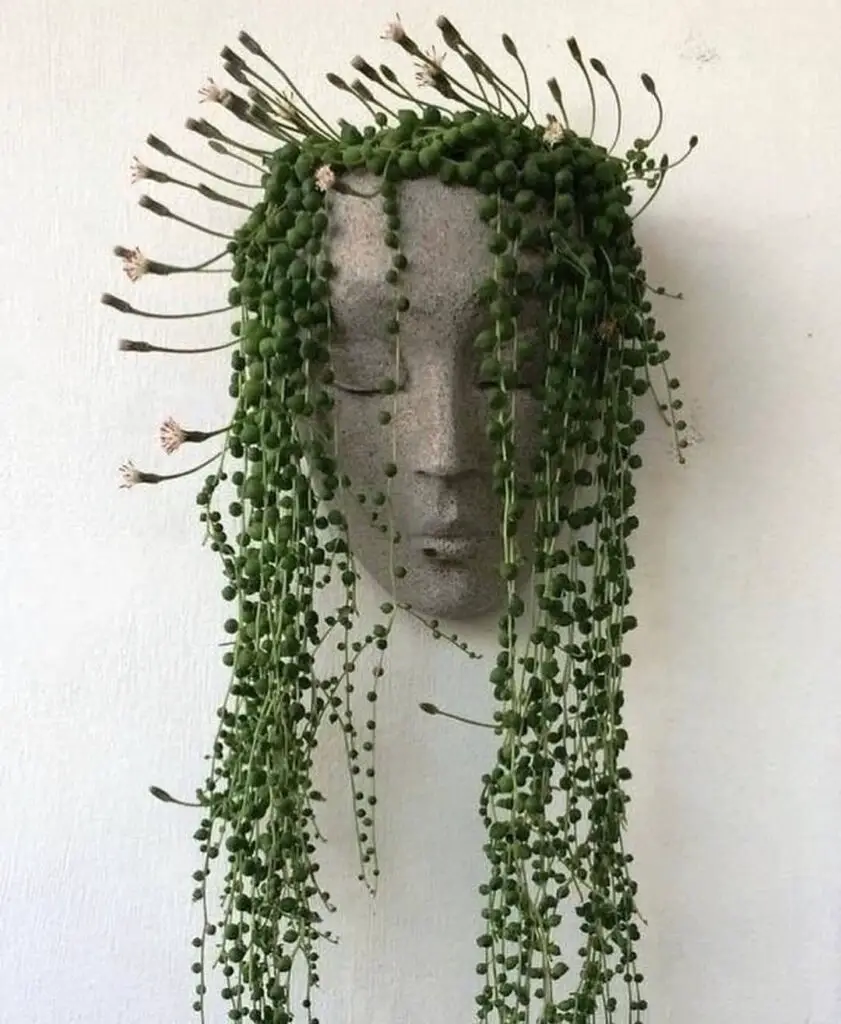 String Of Hearts Plant (Ceropegia woodii) Care - How to Take Care & Grow String Of Hearts Plant 3 plantenmams 123280765 369451620934429 3281334668857228600 n