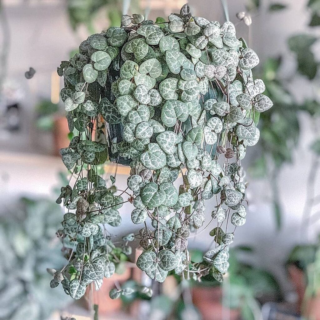 String Of Hearts Plant (Ceropegia woodii) Care - How to Take Care & Grow String Of Hearts Plant 10 plantmamasam 130481994 198626095146212 7024360865465927464 n 1