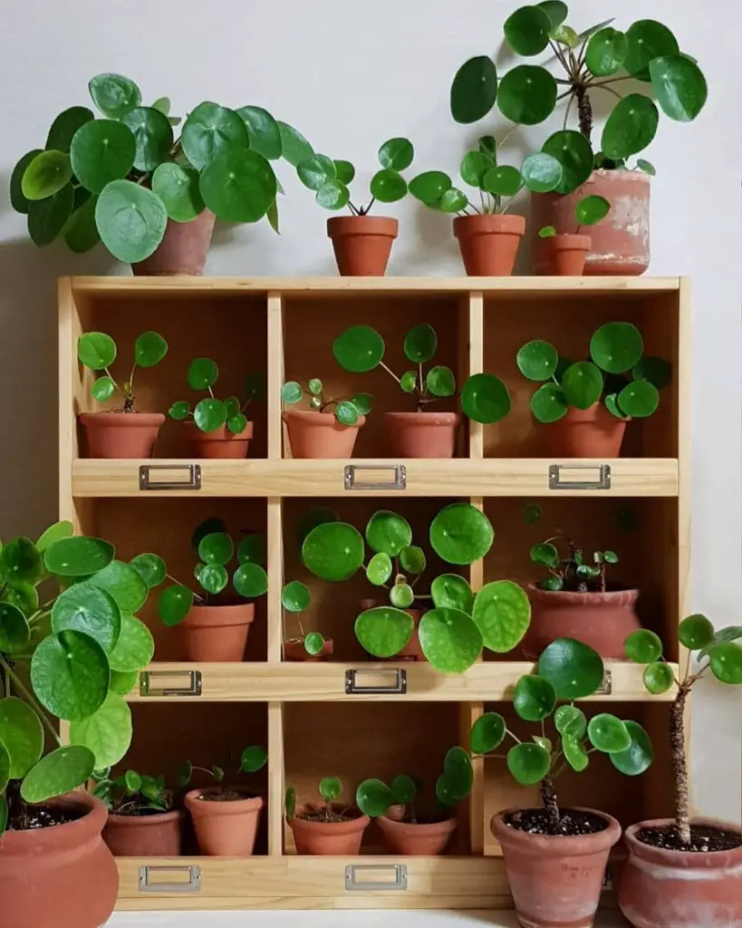 Chinese Money Plant (Pilea peperomioides) Care - How to Take Care & Grow Chinese Money Plant 7 plantspree 124900219 1368301670180381 7375448942443447567 n