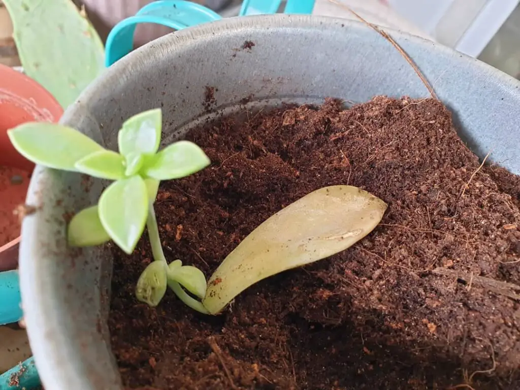 How To Propagate Succulents Cuttings – Best Way to Root Succulents 5 plantstropolis 131379694 401792537904212 7550808668121424665 n