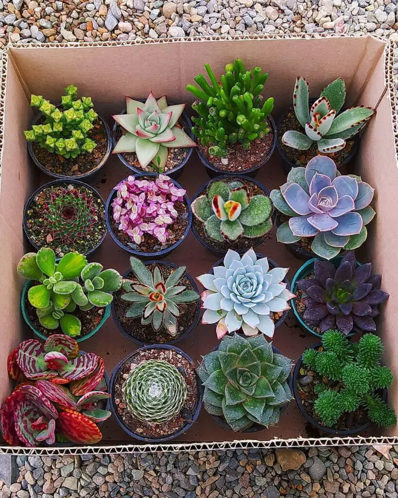 How To Propagate Succulents Cuttings – Best Way to Root Succulents 4 prof.cactos.e.suculentas 131424217 403667654311455 5073547790249068235 n