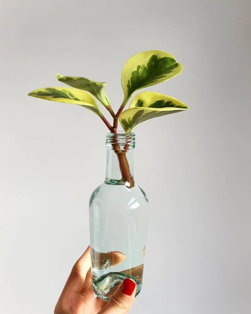 Baby Rubber Plant (Peperomia obtusifolia) Care - How to Take Care & Grow Baby Rubber Plant 5 propagationstation tea 129333705 296206541732795 5738550015950988806 n
