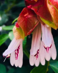 Shrimp Plant Care (Justicia Brandegeana) - How to Take Care & Grow Shrimp Plant 4 reyesdealm 72125869 2128793850763625 2790221328947724818 n