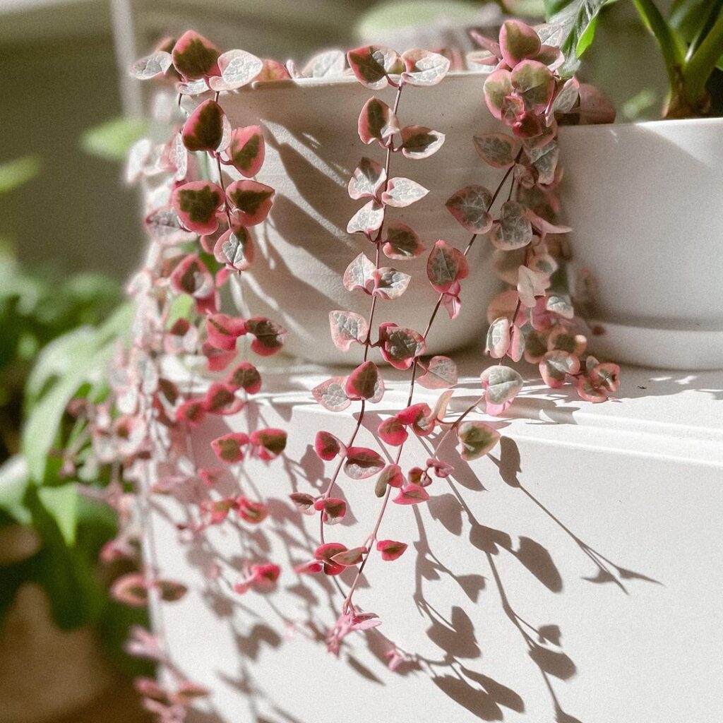 String Of Hearts Plant (Ceropegia woodii) Care - How to Take Care & Grow String Of Hearts Plant 4 shortieandstrings 130144688 223599949158328 5899372417866194850 n