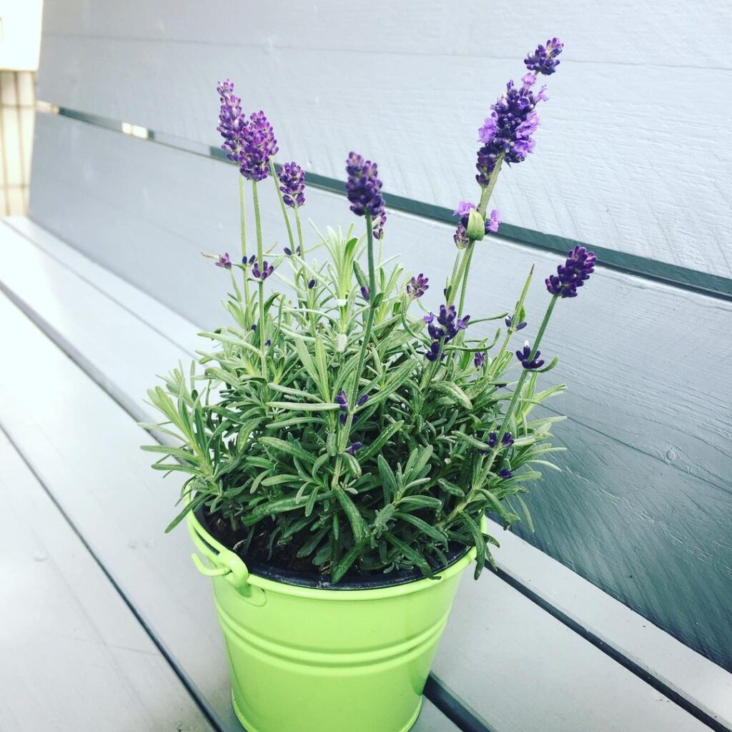 Lavender Plant (Lavandula) Care - How to Take Care & Grow Lavender Plant 6 simplymexicanlife 66323086 493953968045922 4673437941016076371 n