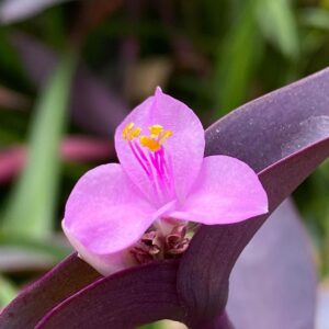 Purple Heart Plant (Setcreasea pallida) Care - How to Take Care & Grow Purple Heart Plant 3 sk6755 128399624 138385204701267 5976369861273921242 n
