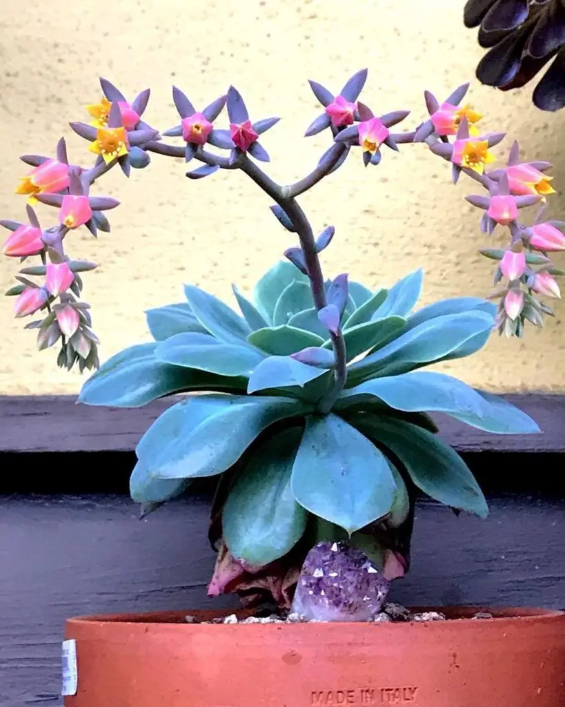 How To Propagate Succulents Cuttings – Best Way to Root Succulents 2 succulent.life 131327982 303072977752497 2135215858475189206 n