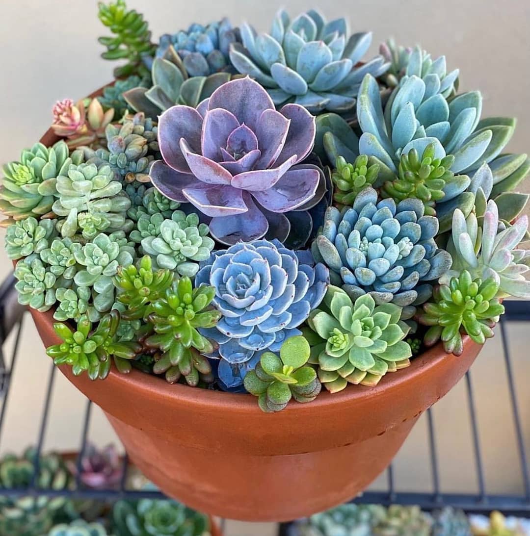 succulents world 131472097 826385264850267 9068999510880979651 n