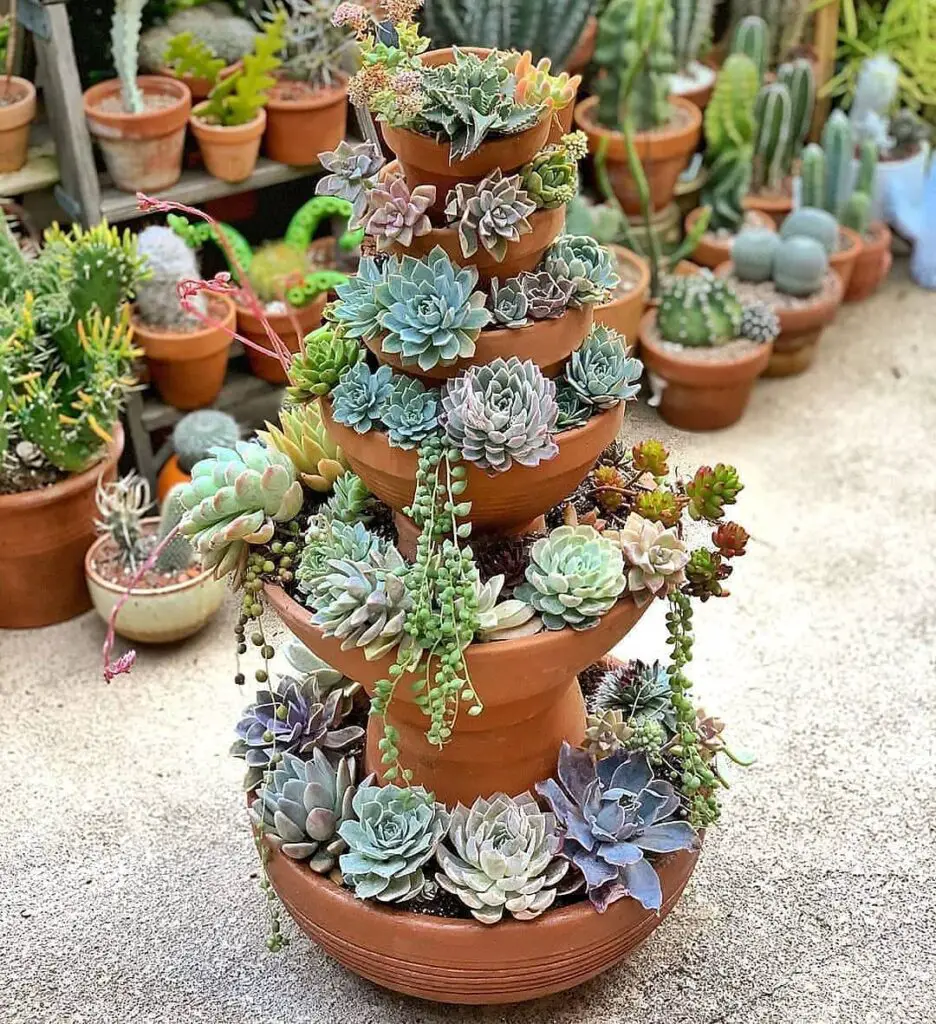 How To Propagate Succulents Cuttings – Best Way to Root Succulents 6 suculentasscoloridas 130879119 1218279538558513 807002925749335788 n