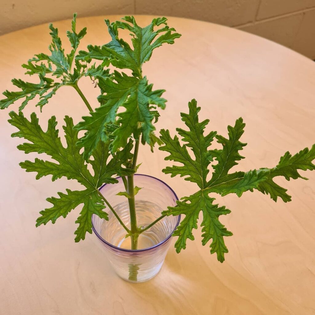 Citronella Plant (Pelargonium citrosum) Care - How to Take Care & Grow Citronella Plant 8 tashsgarden 129775912 3872356049465203 7427631116635923049 n