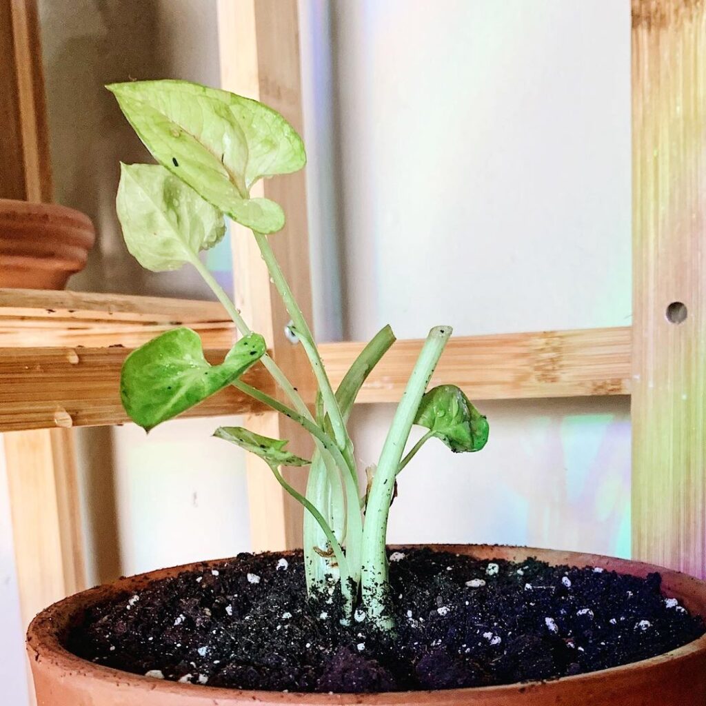 Angel Plant Care - How to Take Care & Grow Angel Plant 7 terracottacoco 107861296 1626061770903353 3802081744833947643 n