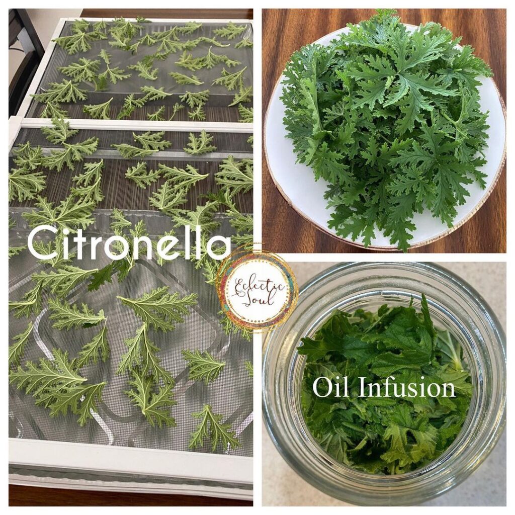 Citronella Plant (Pelargonium citrosum) Care - How to Take Care & Grow Citronella Plant 9 thereseprentice 108489505 593119298014740 8453918619149004880 n