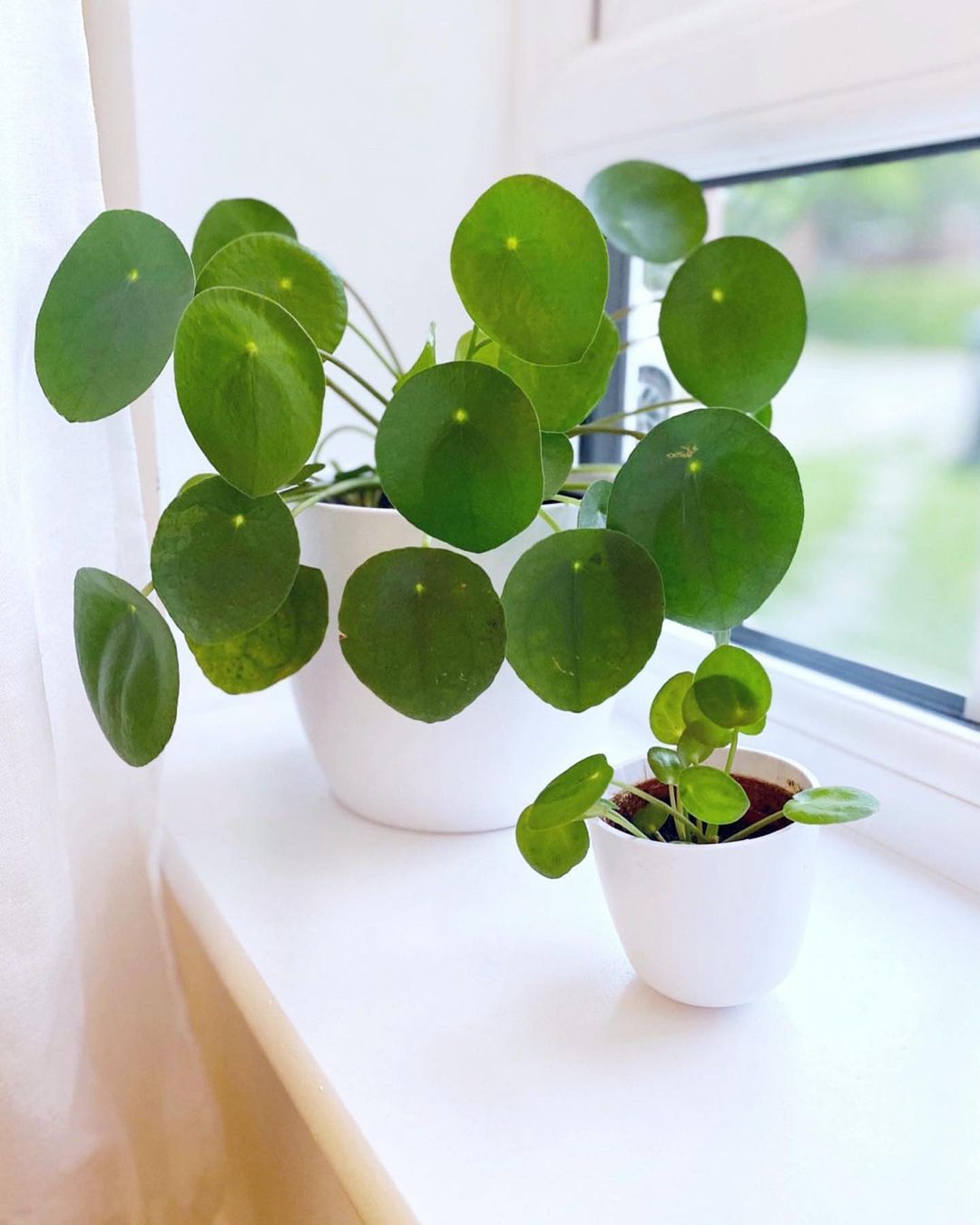 Chinese Money Plant (Pilea peperomioides) Care - How to Take Care & Grow Chinese Money Plant ...