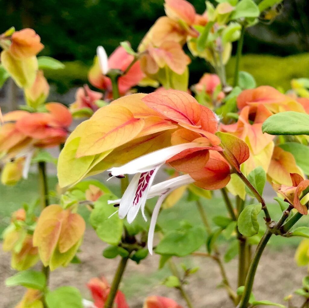 Shrimp Plant Care (Justicia Brandegeana) - How to Take Care & Grow Shrimp Plant 7 tomo muk 101848788 731648724246283 4677366375544405884 n