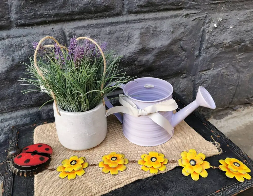Lavender Plant (Lavandula) Care - How to Take Care & Grow Lavender Plant 8 treasurebox hibberdene 67599573 440757459849698 1249534809630623691 n