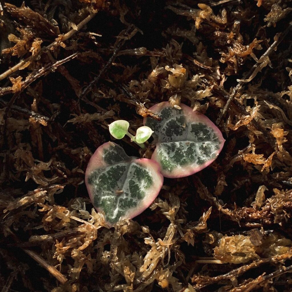 String Of Hearts Plant (Ceropegia woodii) Care - How to Take Care & Grow String Of Hearts Plant 7 velvetpalmss 130118999 2502596033380046 8101711368891497434 n