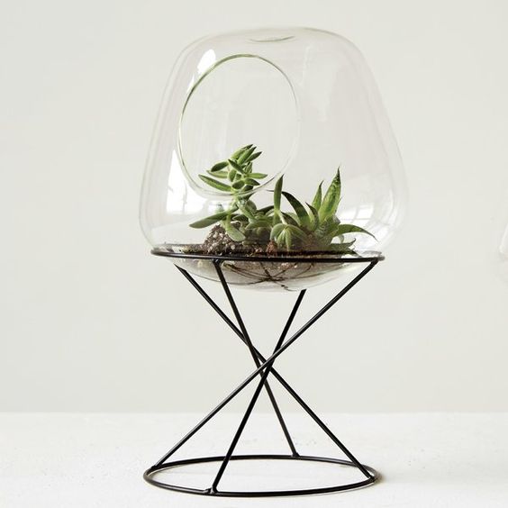 What Are The Best Terrarium Containers You Should Buy? 12 38f48796a566ccf0609007c4393c4670