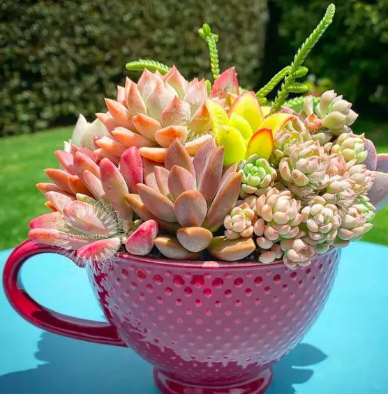 How To Get Rid Of Bugs In Indoor Plants and Houseplants Soil 3 Screen Shot 2021 02 25 at 13.00.21