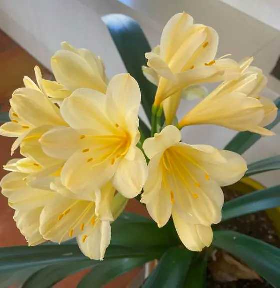 How To Get Rid Of Bugs In Indoor Plants and Houseplants Soil 4 Screen Shot 2021 02 25 at 13.06.44