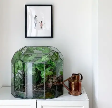 What Are The Best Terrarium Containers You Should Buy? 6 Screen Shot 2021 02 25 at 13.46.45